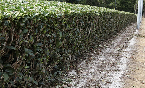 お茶の芽出し肥で生育確保