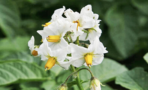 ジャガイモ専用めぐみコート