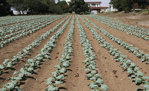 元気でおいしいブロッコリー