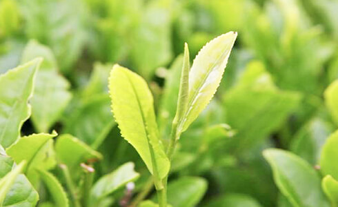 年４回で、うまいお茶に