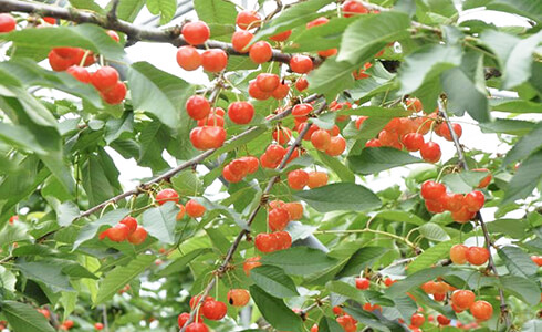 千代田化成は“こてらんねー”