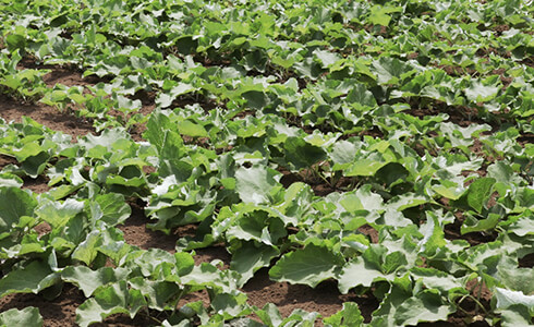 効き目はズバッ! グーン!