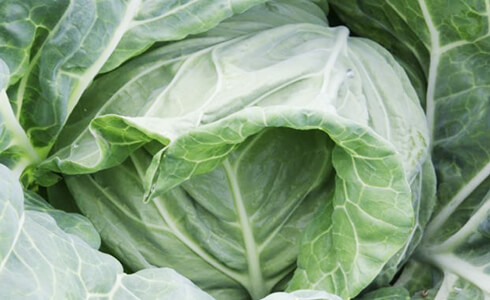 スターホルムで幻のキャベツ