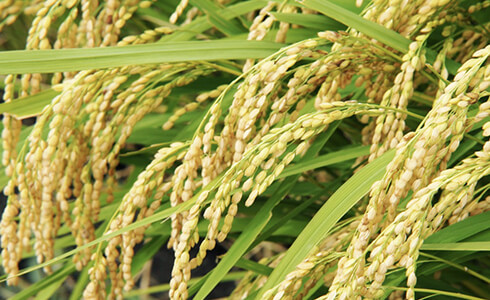 有機化成で「つや姫」栽培