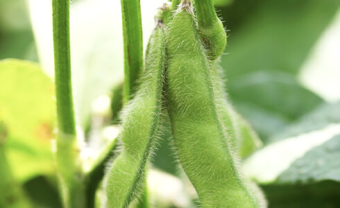 元肥にも追肥にも千代田