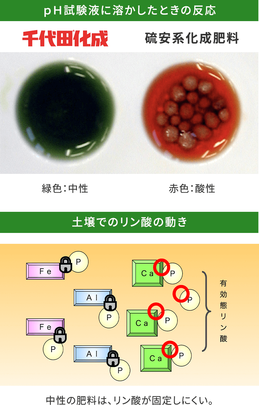 千代田化成 サンアグロ株式会社 肥料や資材で農業に貢献 千代田化成 サンアグロ株式会社 肥料や資材で農業に貢献